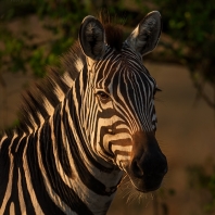 zebra stepní - Equus quagga