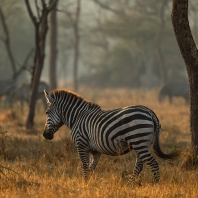 zebra stepní - Equus quagga