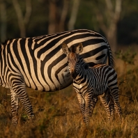 zebra stepní - Equus quagga