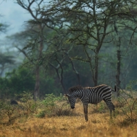 zebra stepní - Equus quagga