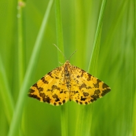 zejkovec hluchavkový - Pseudopanthera macularia