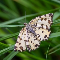 zejkovec hluchavkový - Pseudopanthera...