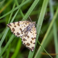zejkovec hluchavkový - Pseudopanthera...