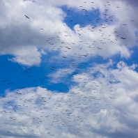 zejozob asijský - Anastomus oscitans