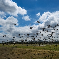 zejozob asijský - Anastomus oscitans