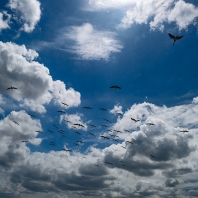 zejozob asijský - Anastomus oscitans