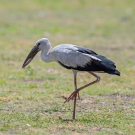 zejozob asijský - Anastomus oscitans