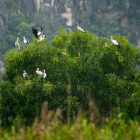 zejozob asijský - Anastomus oscitans