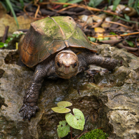 želva hranatá - Cuora mouhotii