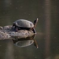 želva hřebenitá - Melanochelys trijuga