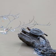 želva hřebenitá - Melanochelys trijuga...