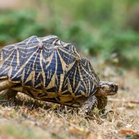 želva hvězdnatá - Geochelone elegans