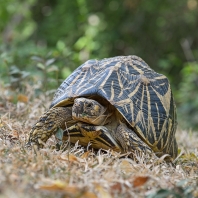 želva hvězdnatá - Geochelone elegans