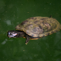 želva nádherná - Trachemys scripta elegans