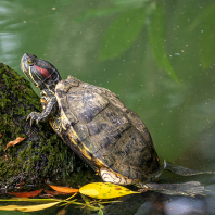 želva nádherná - Trachemys scripta elegans