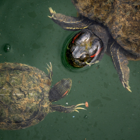 želva nádherná - Trachemys scripta elegans