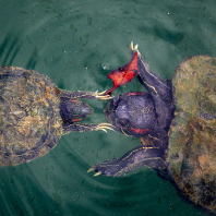želva nádherná - Trachemys scripta elegans