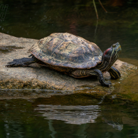 želva nádherná - Trachemys scripta elegans