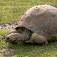 želva obrovská - Aldabrachelys gigantea