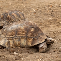 želva ostruhatá - Centrochelys sulcata