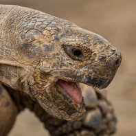 želva ostruhatá - Centrochelys sulcata