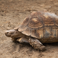 želva ostruhatá - Centrochelys sulcata