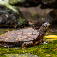 želva Spenglerova - Geoemyda spengleri