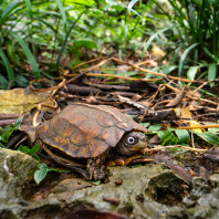želva Spenglerova - Geoemyda spengleri
