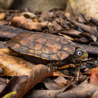 želva Spenglerova - Geoemyda spengleri