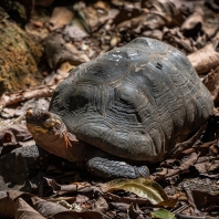 želva uhlířská - Chelonoidis carbonarius
