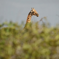 žirafa - Giraffa camelopardalis