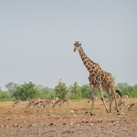 žirafa - Giraffa camelopardalis