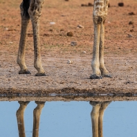 žirafa - Giraffa camelopardalis