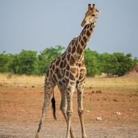 žirafa - Giraffa camelopardalis