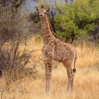 žirafa - Giraffa camelopardalis