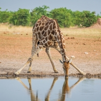 žirafa - Giraffa camelopardalis