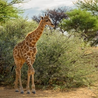 žirafa - Giraffa camelopardalis