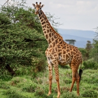 žirafa - Giraffa camelopardalis