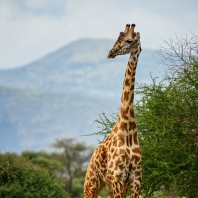 žirafa - Giraffa camelopardalis