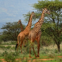 žirafovití - Giraffidae