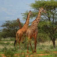 žirafa - Giraffa camelopardalis