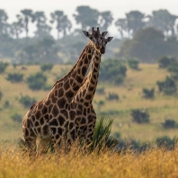žirafa severní - Giraffa camelopardalis