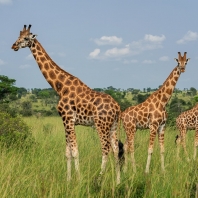 žirafa severní - Giraffa camelopardalis