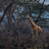 žirafa severní - Giraffa camelopardalis
