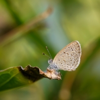 Zizeeria knysna