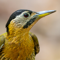 žluna síťovaná - Picus vittatus