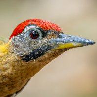žluna síťovaná - Picus vittatus