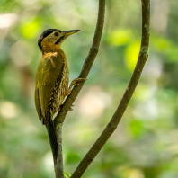 žluna síťovaná - Picus vittatus