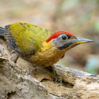 žluna síťovaná - Picus vittatus