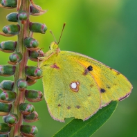 žluťásek čilimníkový - Colias crocea